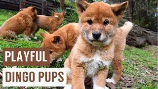 Cheeky Dingo Puppies Howling Compilation [upl. by Ettenirt]