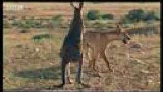 Wallaroo vs dingo  BBC wildlife [upl. by Yren]