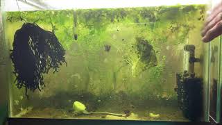 Scuds Daphnia Cherry Shrimp Copepods My aquatic food culture [upl. by Dempstor]