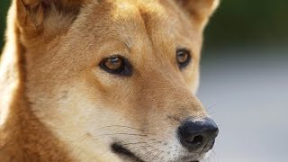 13 Wild Facts About Dingoes [upl. by Chamkis169]