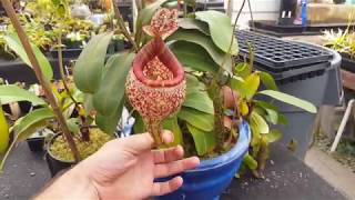 Extreme Nepenthes Pitchers [upl. by Joe]