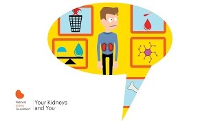 Your Kidneys and You [upl. by Kissner]