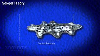 Structure of Amoeba [upl. by Neelat777]