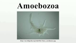 Amoebozoa [upl. by Oeak846]