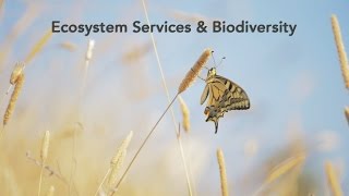 Ecosystem services and Biodiversity  Science for Environment Policy [upl. by Bevin]