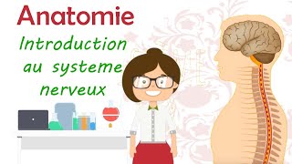 Anatomie  introduction au système nerveux [upl. by Columba229]