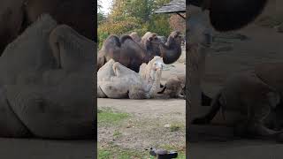 Bactrian Camels [upl. by Torr]