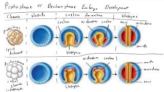 Protostome vs Deuterostome Embryo Development [upl. by Anialahs543]