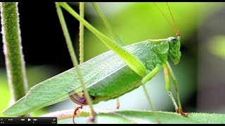 Understanding Insect Sounds Natures Orchestra [upl. by Toft]