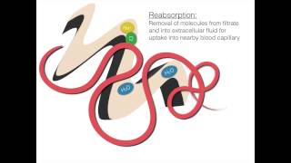 The Process of Osmoregulation [upl. by Aneladgam]