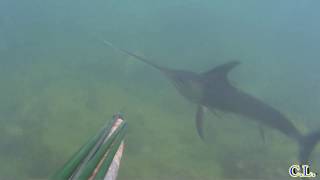 Pesce spada in bassofondo a Civitavecchia  Swordfish in shallow water [upl. by Aracot98]