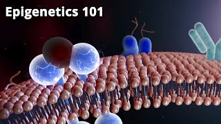 Epigenetics 101  Dr Bruce Lipton PhD [upl. by Enelegna]