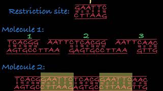 Restriction Enzymes Restriction Endonucleases [upl. by Tayler586]