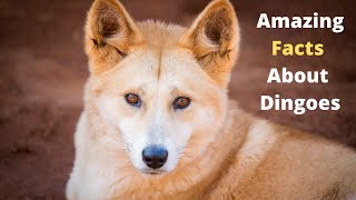 Top 30 Amazing Facts About Dingoes [upl. by Lona]