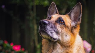 Grooming my 11 year old German Shepherd [upl. by Etnomed]