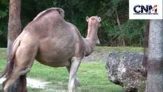 OneHump Camels vs TwoHump Camels  Dromedary vs Bactrian  A Comparison by John D Villarreal [upl. by Ferrell]