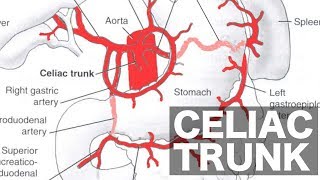 Celiac Trunk Anatomy [upl. by Jerry]