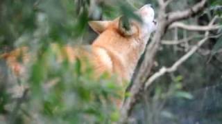 Dingoes howling at Healesville Sanctuary Victoria [upl. by Notffilc]