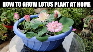 How To Grow Lotus Plant  FULL INFORMATION [upl. by Nelson]