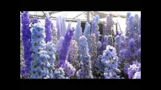 Larkspur Nursery Delphiniums in Bloom July 2013 [upl. by Dovev]