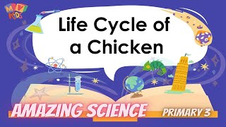 P 3  Science  Life Cycle of a Chicken [upl. by Mharg]