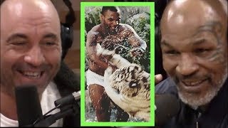 Mike Tyson Explains Why He Got the Tigers  Joe Rogan [upl. by Kulsrud323]