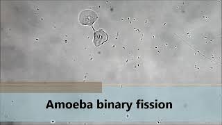 Amoeba locomotion  solgel theory [upl. by Hansel]