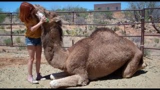 How to Cuddle With a Camel [upl. by Nerrat]