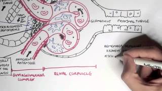 Nephrology  Kidney Physiology Overview [upl. by Drarreg]