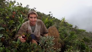 The Discovery of Nepenthes leonardoi by Stewart McPherson [upl. by Akimed]