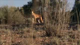 Dingo Wild Dog At War [upl. by Rudich]