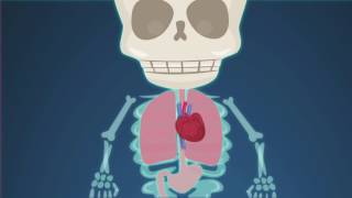 BBC Learning  Parts of the Human Body [upl. by Jacoba]