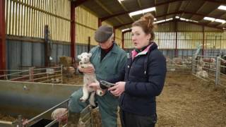 How to castrate a lamb  Lamlac [upl. by Grey]