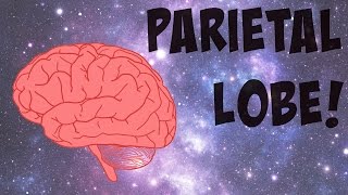 The Parietal Lobe Explained [upl. by Fae]