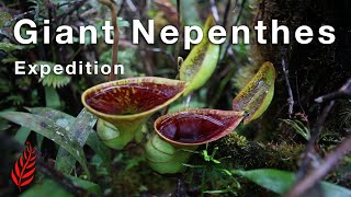 Giant Nepenthes Expedition [upl. by Quillan]