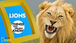 Cool Facts About Lions  Things You Wanna Know [upl. by Llednav]