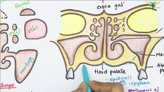 Maxillary Air Sinus Anatomy  Paranasal Air Sinuses  Function  Location  Relations  Blood Supply [upl. by Lark]