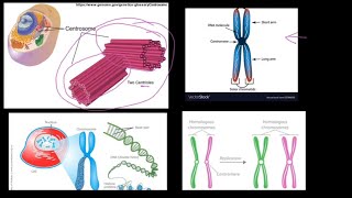 Grade 12 Life Sciences Meiosis Part 1 [upl. by Ramiah]