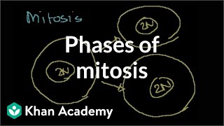 Phases of Mitosis [upl. by Atikam]