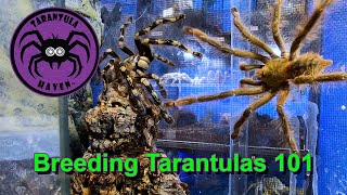 Breeding Tarantulas 101 [upl. by Hutchison]