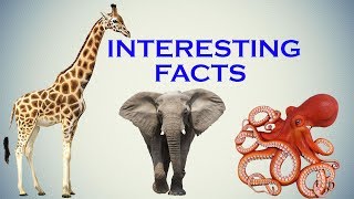 Interesting Facts You Should Know About AnimalsBirdsInsects [upl. by Hairas204]