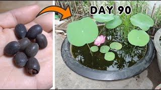 How to Grow Lotus From Seeds At Home [upl. by Dinse]