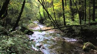 Impressionen vom Dreischluchtenweg Wutachschlucht Gauchachschlucht Engeschlucht [upl. by Dibbrun]