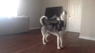 My Husky Sequoia Howling while Home Alone [upl. by Veradi]