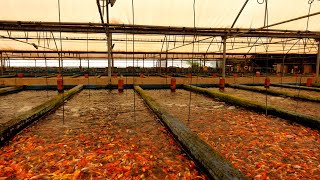 CRAZY Millions of fish at these farms [upl. by Siraval]