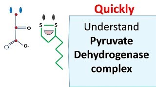 Pyruvate dehydrogenase complex [upl. by Aeila604]