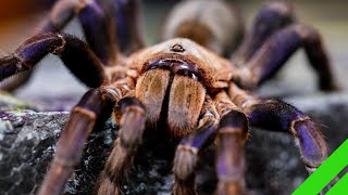 Cobalt Blue Tarantula Cyriopagopus lividus Care and Info H lividum [upl. by Savitt871]