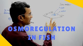 Osmoregulation in Fish [upl. by Bitthia]