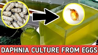 HOW TO HATCH DAPHNIA EGGS  HOW TO CULTURE DAPHNIA [upl. by Collie789]