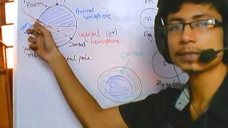 Developmental biology part 1  introduction and grey crescent formation [upl. by Troth347]